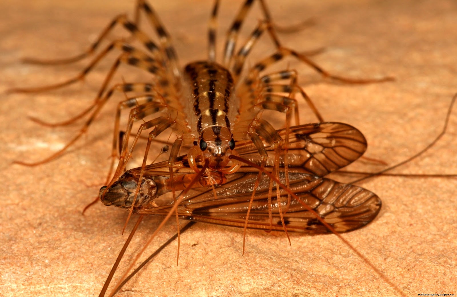 мухоловки питаются синантропными насекомыми